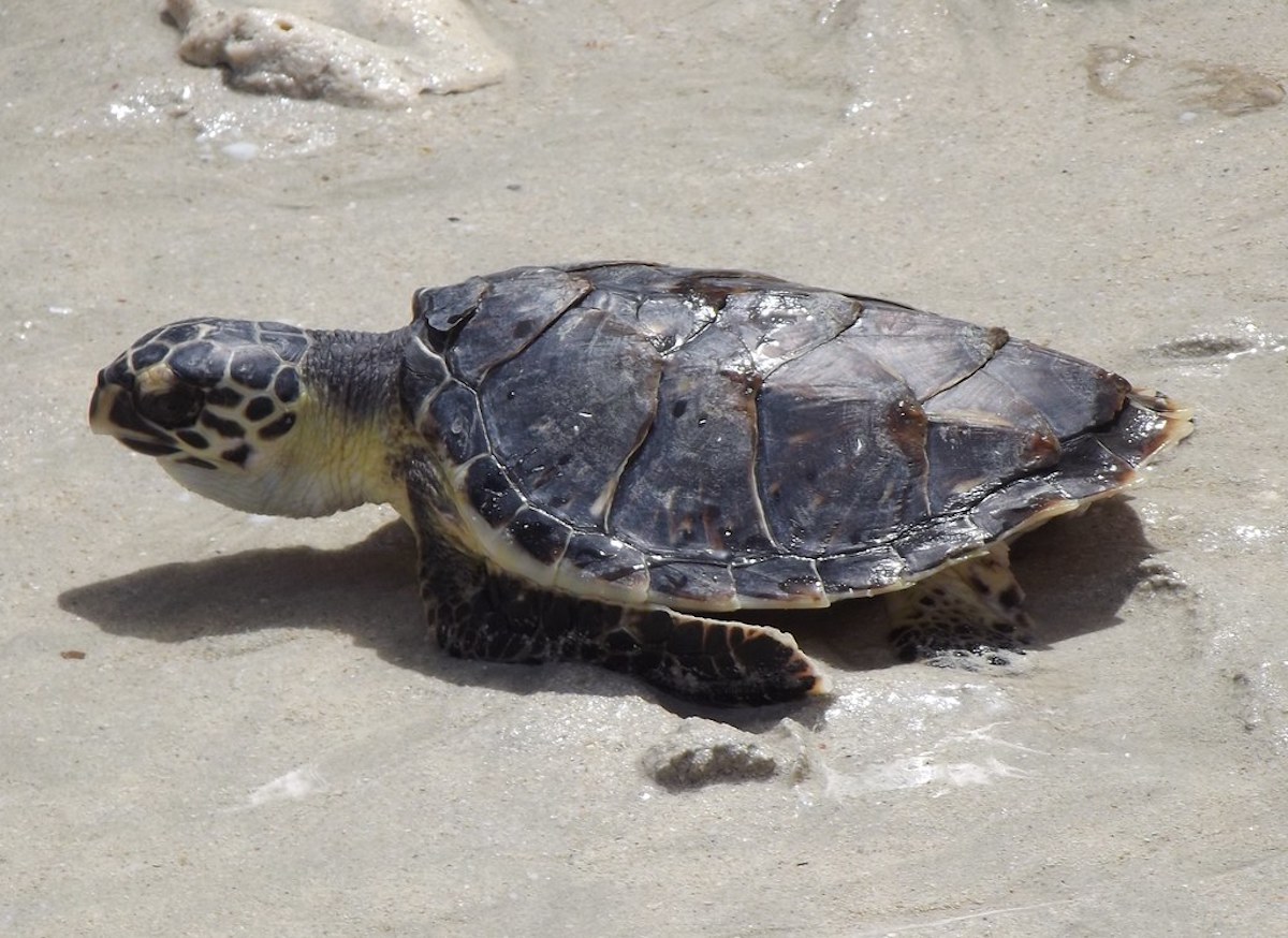 Dubai Turtle Rehabilitation Project