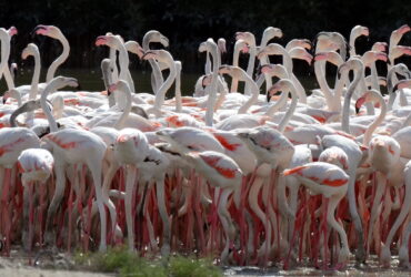 Ras al Khor Wildlife Sanctuary